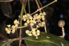 Turpinia cochinchinensis